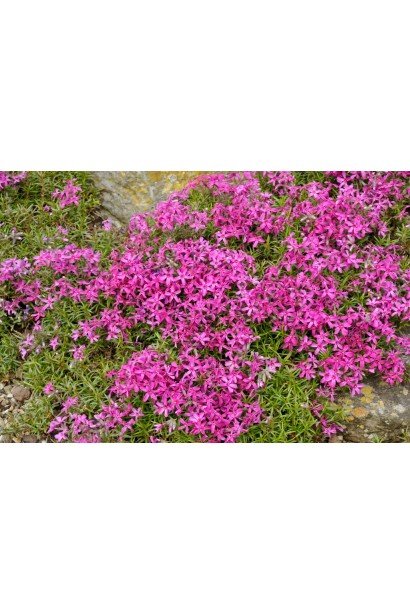 Рясне цвітіння флокса шиловидного в травні